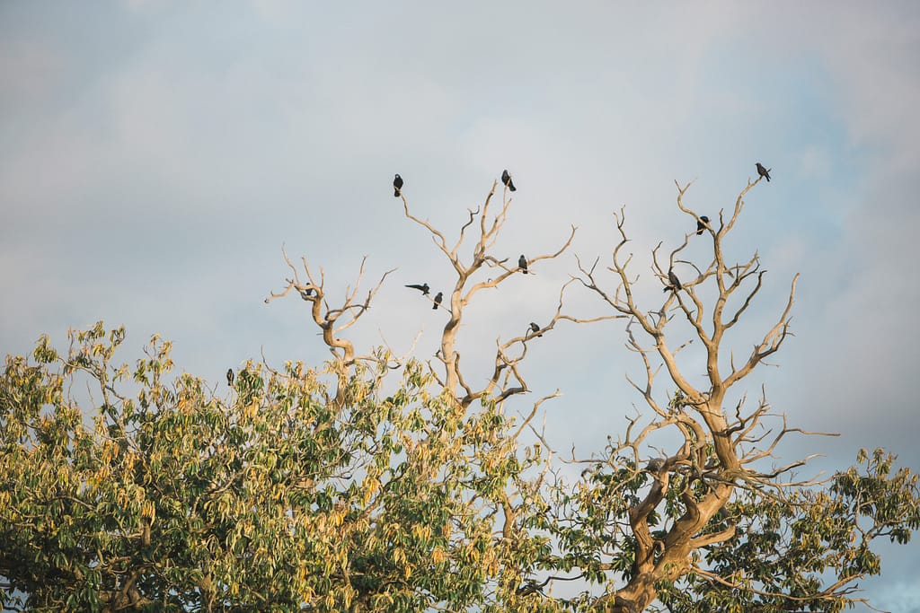 birds in trees at Elmore court