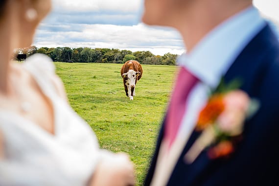cow in field micro wedding photographer gloucestershire